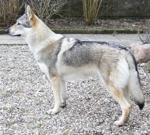 669px-Czechoslovakian-wolfdog-profile_big